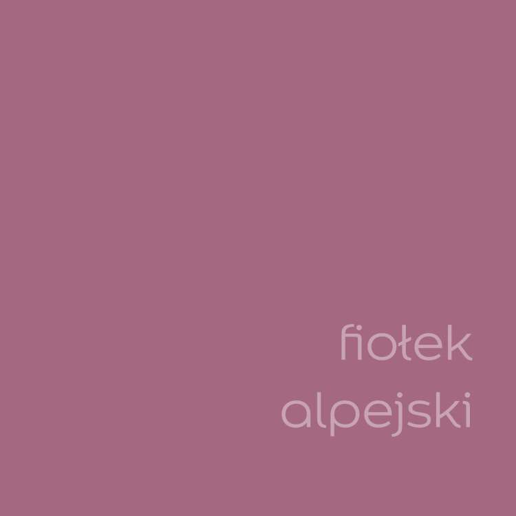 fiołek alpejski (2).jpg